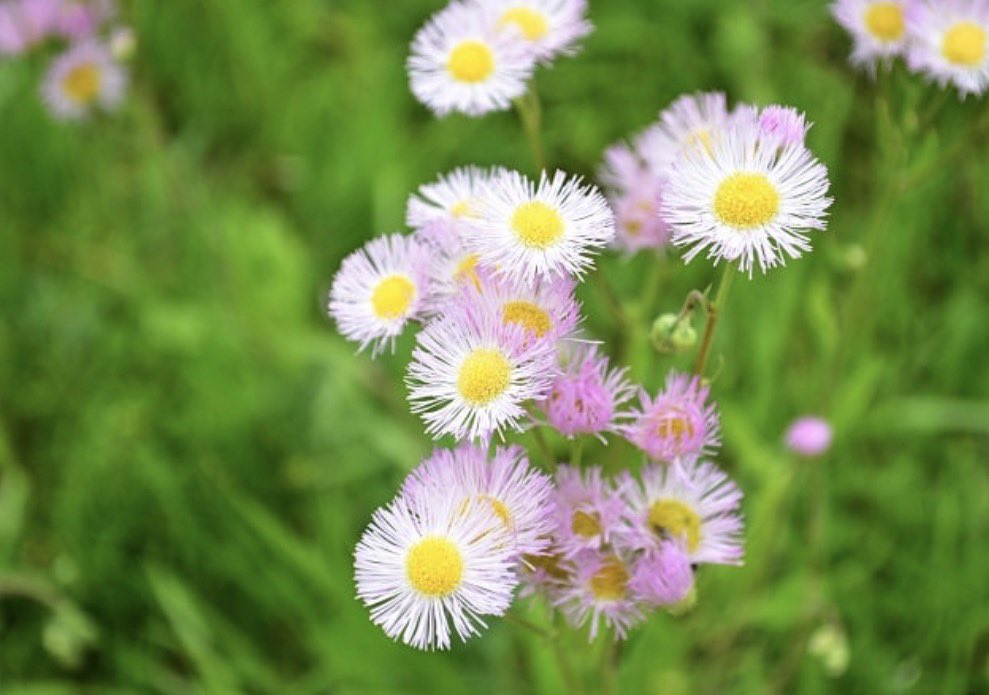 アキノアカリ tweet media