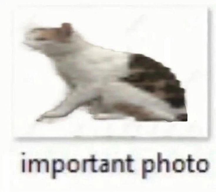 gatos fazendo gatices tweet media