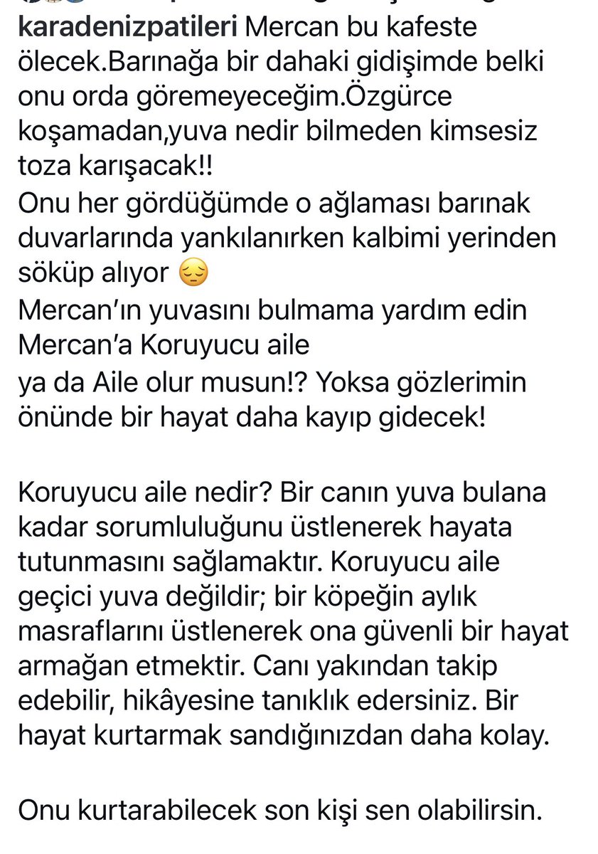 ku_ayd's tweet photo. 📍Mercan Günyüzü görmeden barınakda ölmesin‼️Her insan gördüğünde umutla tellere tırmanıyor 🥲rt ve etiket yaparak kurtuluşuna destek olabiliriz.İletişim:Instagram karadeniz patileri @Ayten16670150 @denizsem33  @ucp_fatma @Karakartal2008 @lassaturkey @ipekAyd09762007 @sonceneviz https://t.co/Ywofx6yPLT