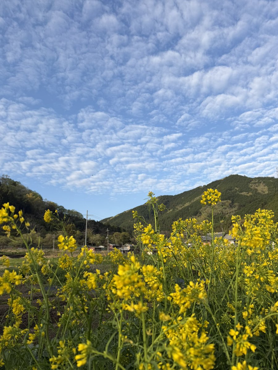 日常の中のfantasy 【所属:Team Mr.Children】 tweet media