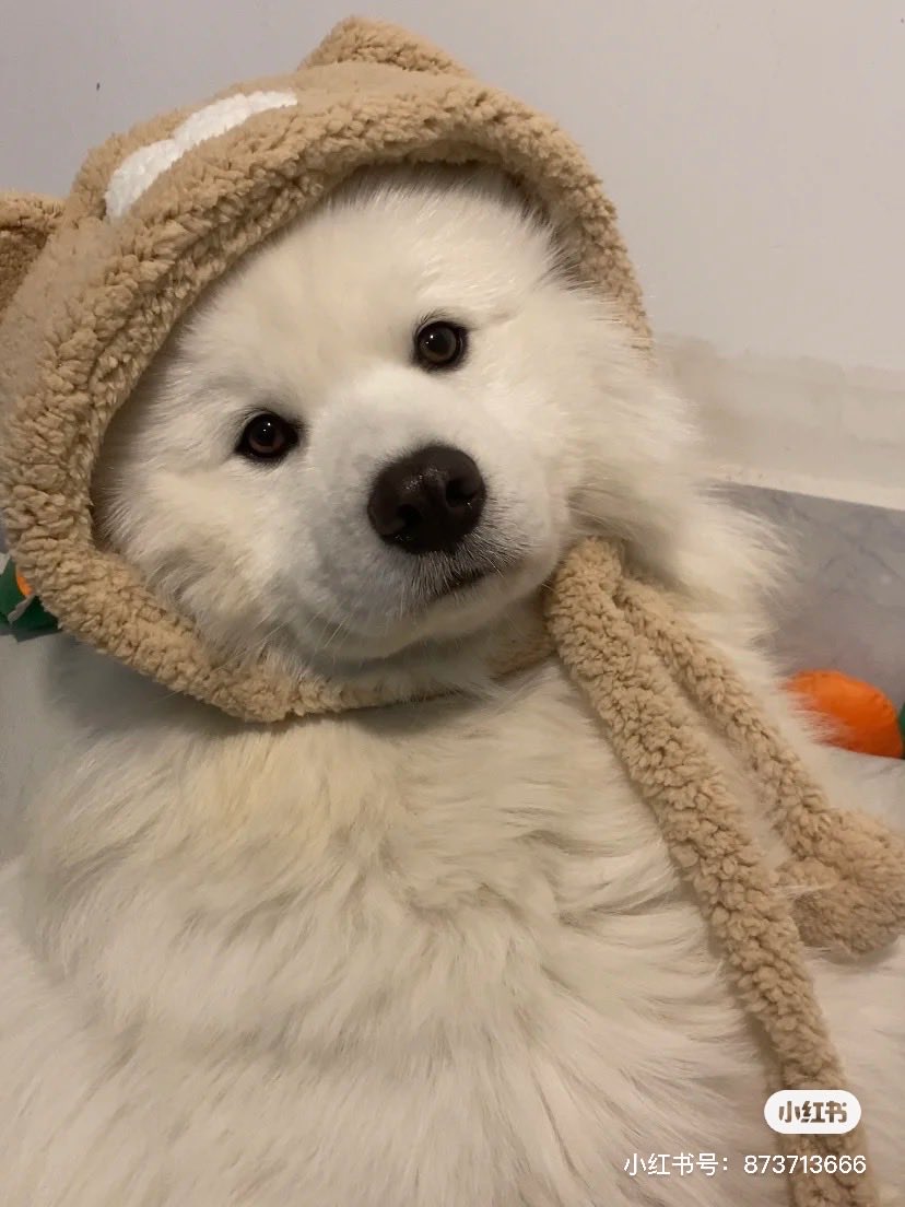 秘制小汉堡 tweet media