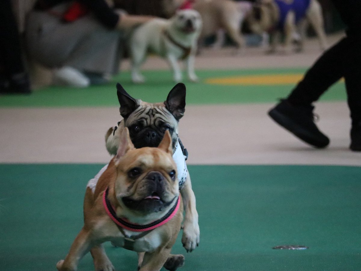 パグの"だいきち"と"ぽてきち" / The Pug & Peace tweet media