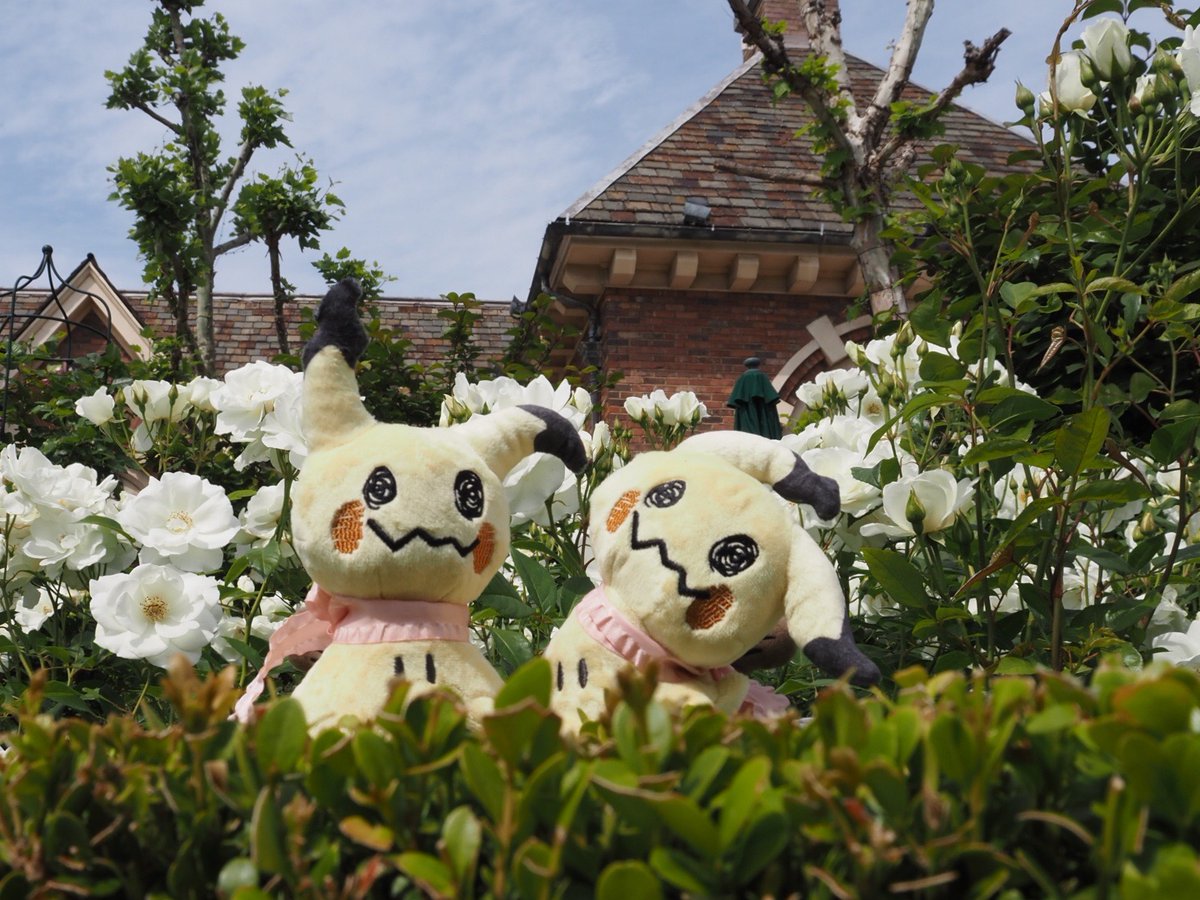 薔薇🌹君たちに会えるのも後少し。
#ミミッキュ