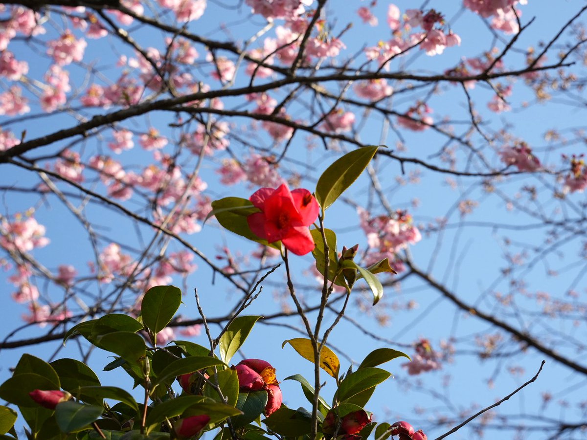 mat_k__'s tweet photo. 桜とユキツバキが見頃に https://t.co/E74YWUFRMg