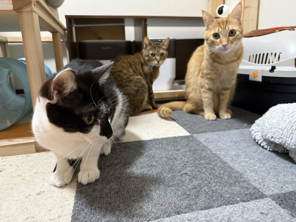 朝ごはん、まだですか？

#猫
#保護猫
#猫好きさんとつながりたい
#猫のいるくらし
#cat
#茶キジ
#茶トラ
#ハチワレ