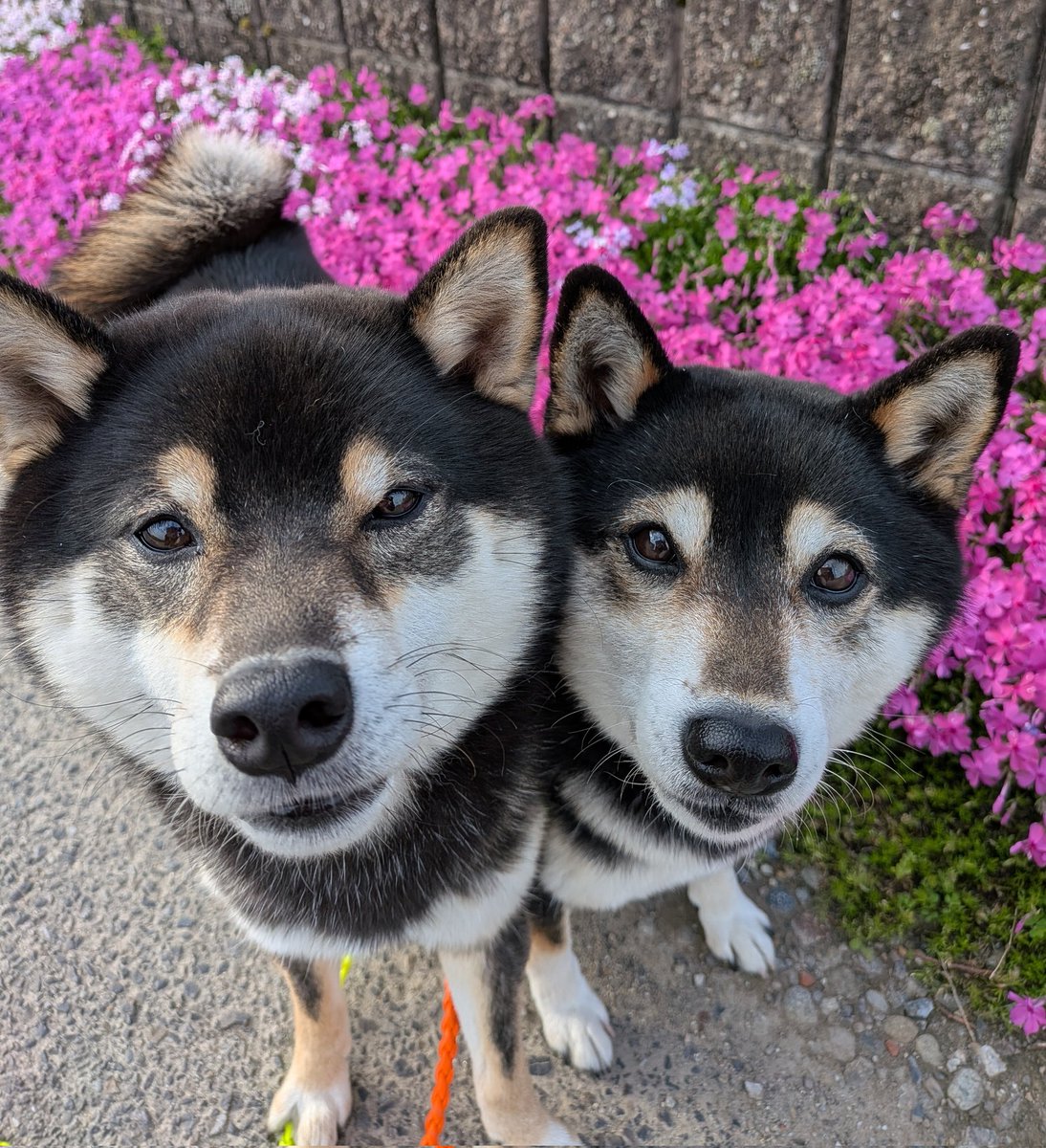 るなれお日和響@ママ tweet media