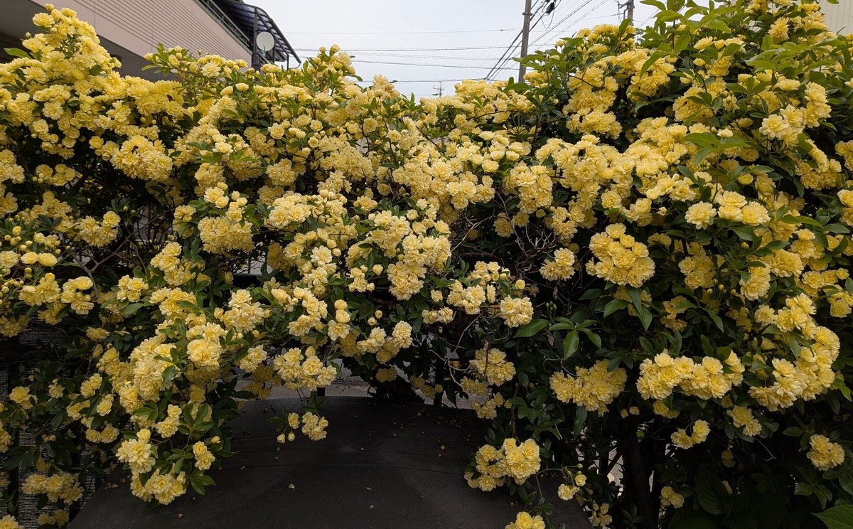 るなれお日和響@ママ tweet media