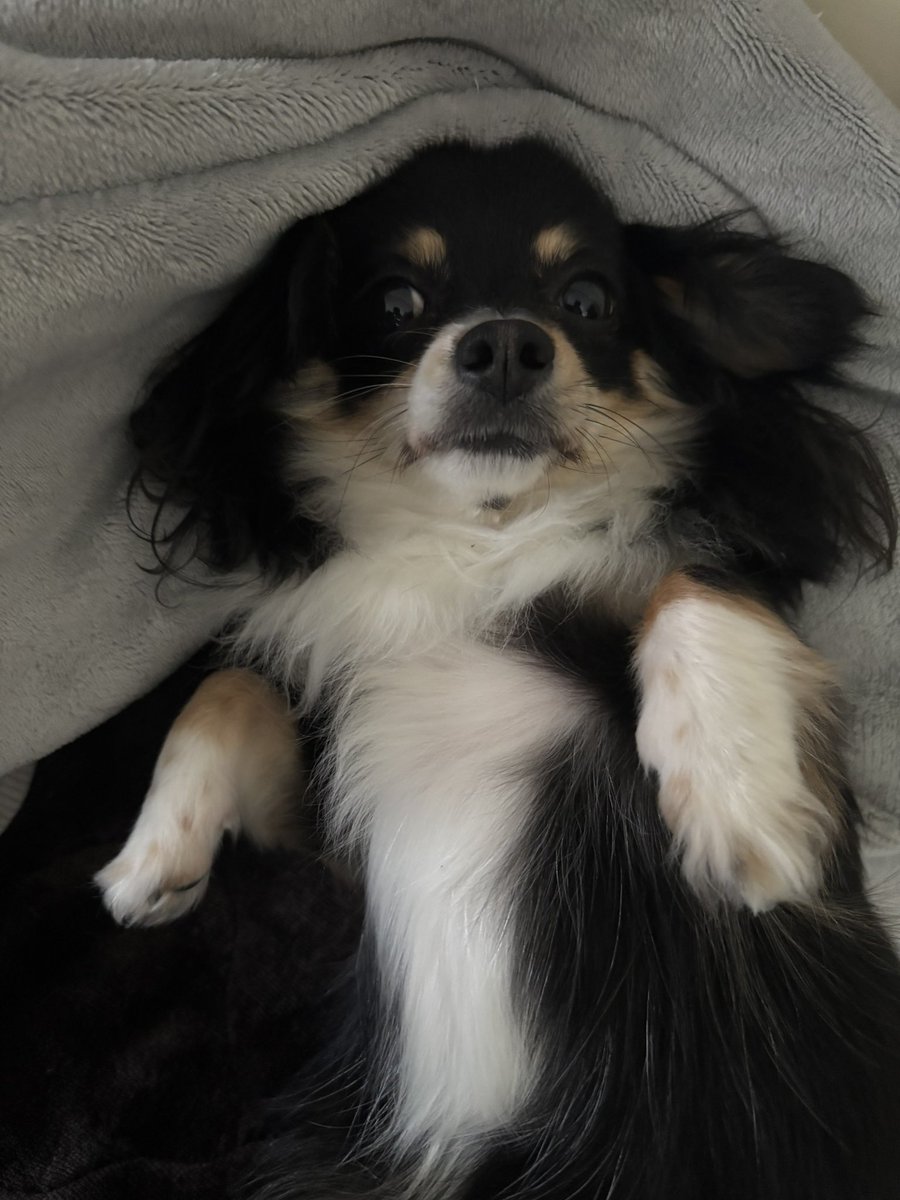 うにねこ tweet media