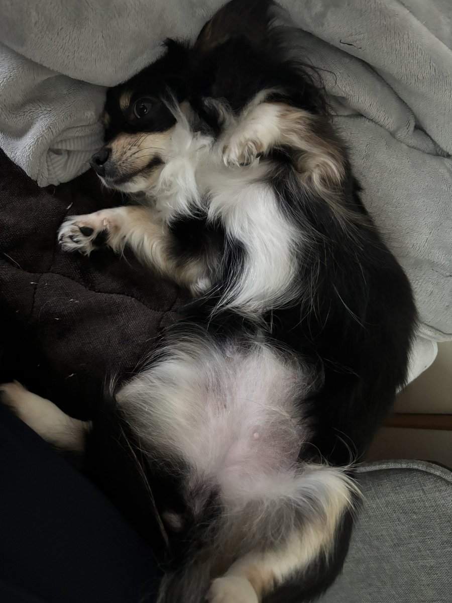 うにねこ tweet media