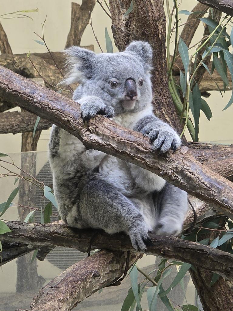 コマチニスト🐨🚅😍 tweet media