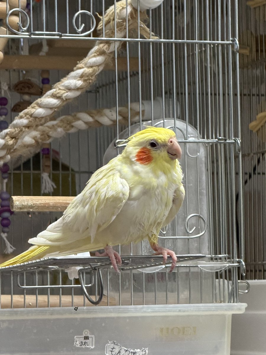 モリボーン 2フー tweet media