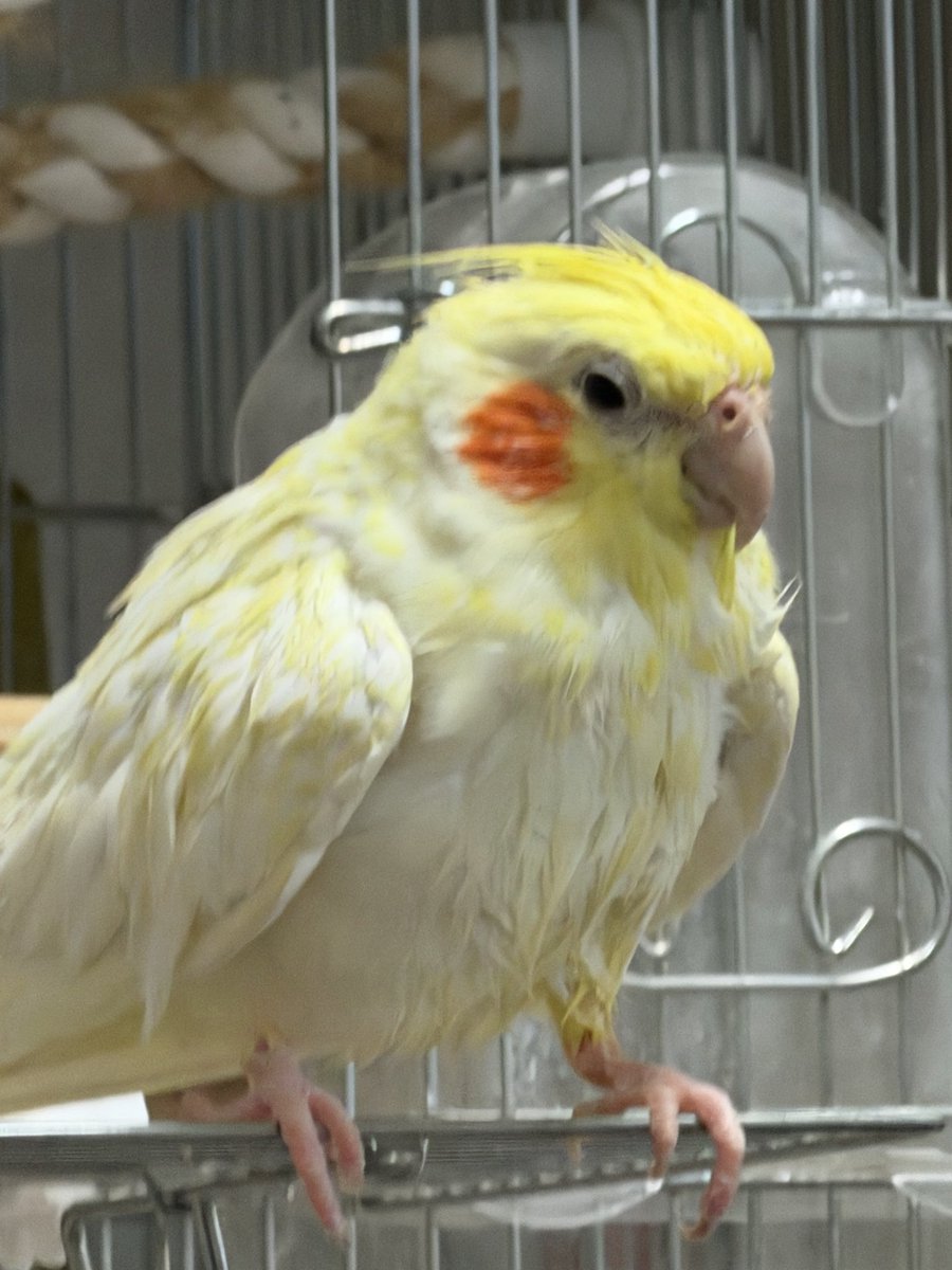 モリボーン 2フー tweet media