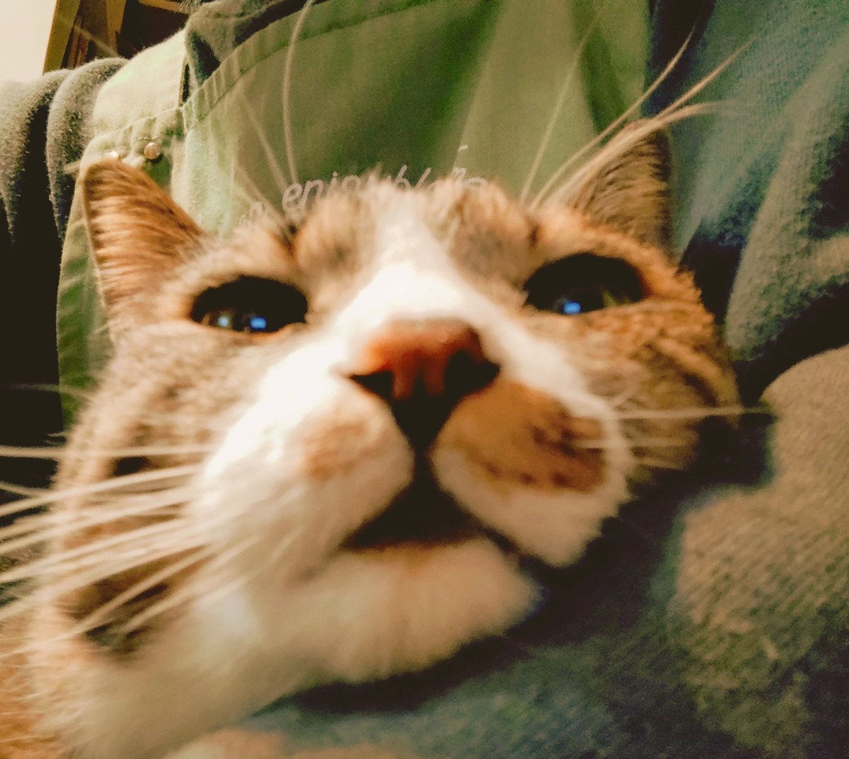 おはようございます😊ネッコがΣ:3)朝からグエッグエッ‼️ってなったからいつも通りダッシュで口元にチリトリ置いて受け取るw私のヘアゴムに大量に毛玉巻きついたのが飛び出てきた🤣いいんだか悪いんだか💦とりあえず猫ブラッシングをしっかりやります💪🔥