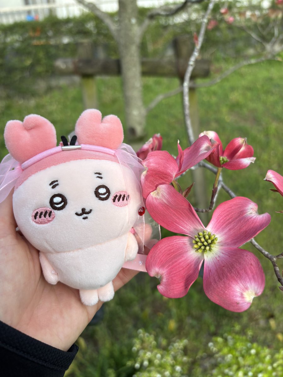 ぬこまゆ tweet media