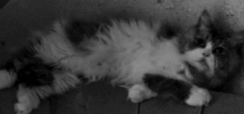 ꪜ.🍸 tweet media