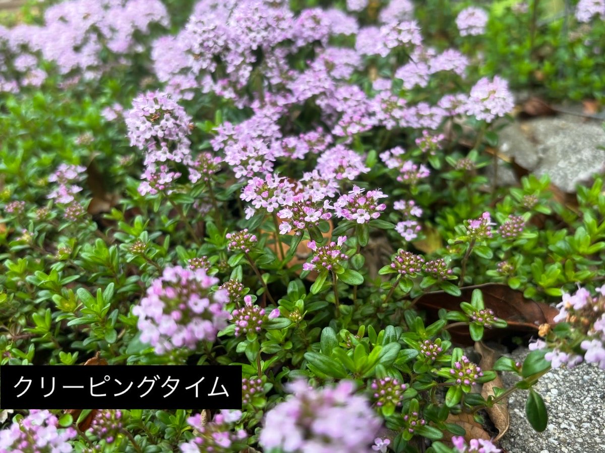 ootakagarden's tweet photo. おはようございます☁️
春真っ盛りですね☘️
今日は我が家のグラウンドカバー。
地面を這う、素敵な花たちです🪻

#ootakanomori_garden https://t.co/jHIQOGMYrw