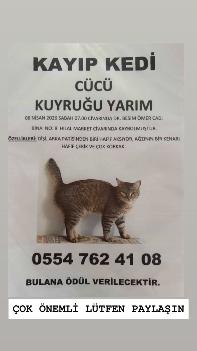 ozgeyuksl's tweet photo. ANKARA KEÇİÖREN KAYIP KEDİ LÜTFEN PAYLAŞIN https://t.co/Wf05y7NwHg