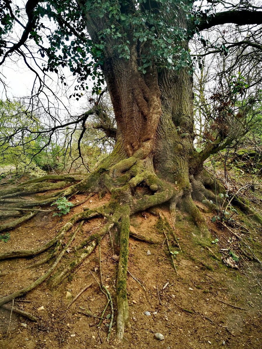 SnappyCapture's tweet photo. Roots run deep beneath the soil, carrying life through the tree like veins through a beating heart — unseen, yet everything depends on them 🌳
#Nature #LifeLines #DeepRoots https://t.co/PQXn5gWZkY