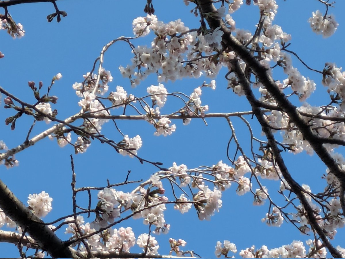 琵琶湖から大船渡 tweet media