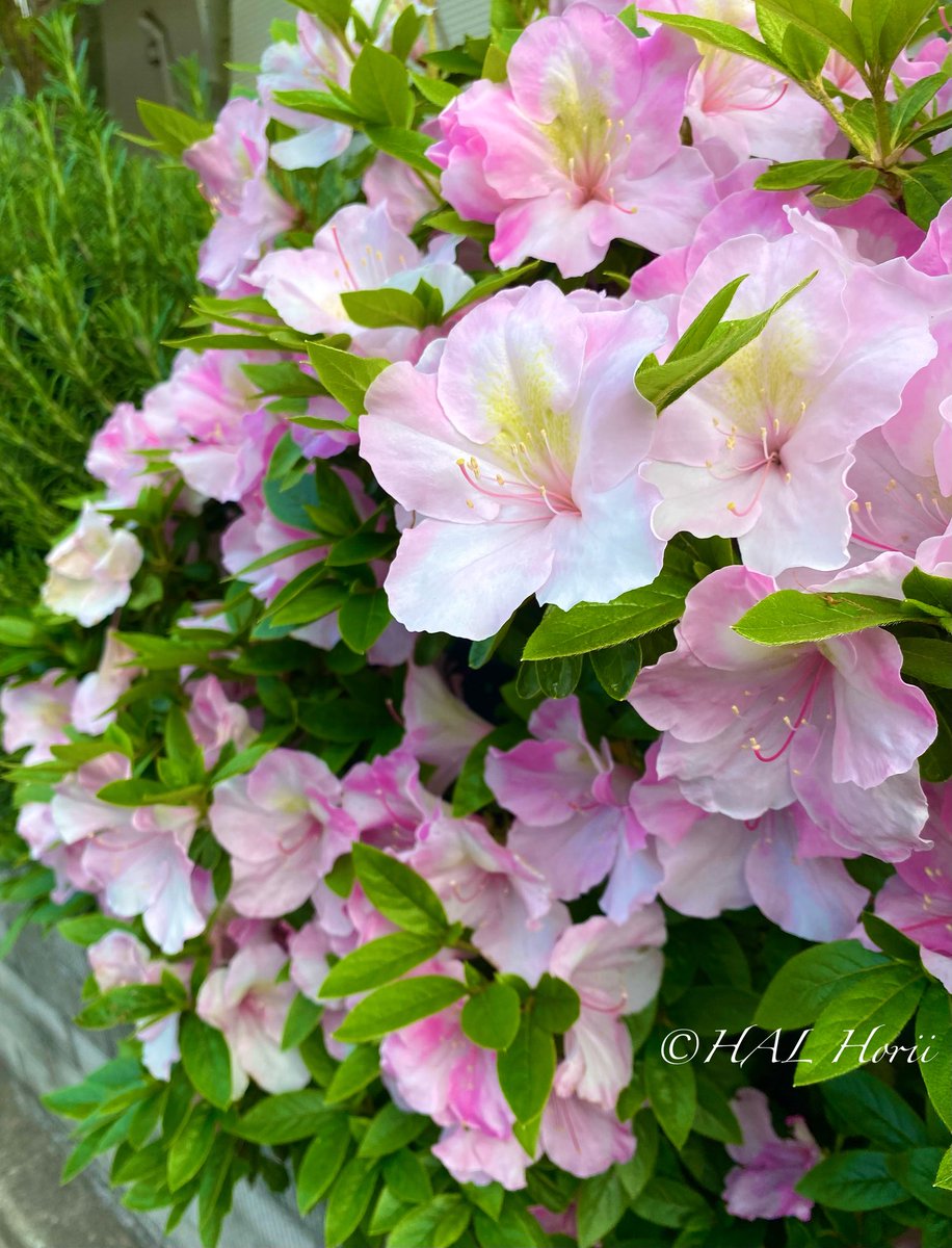 hal horii art💐 tweet media