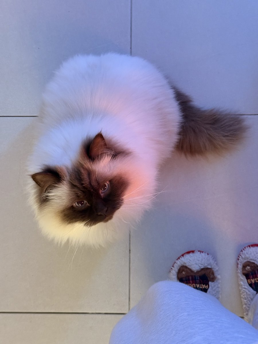 ˡⁱˡⁱ ᯓ✮ tweet media