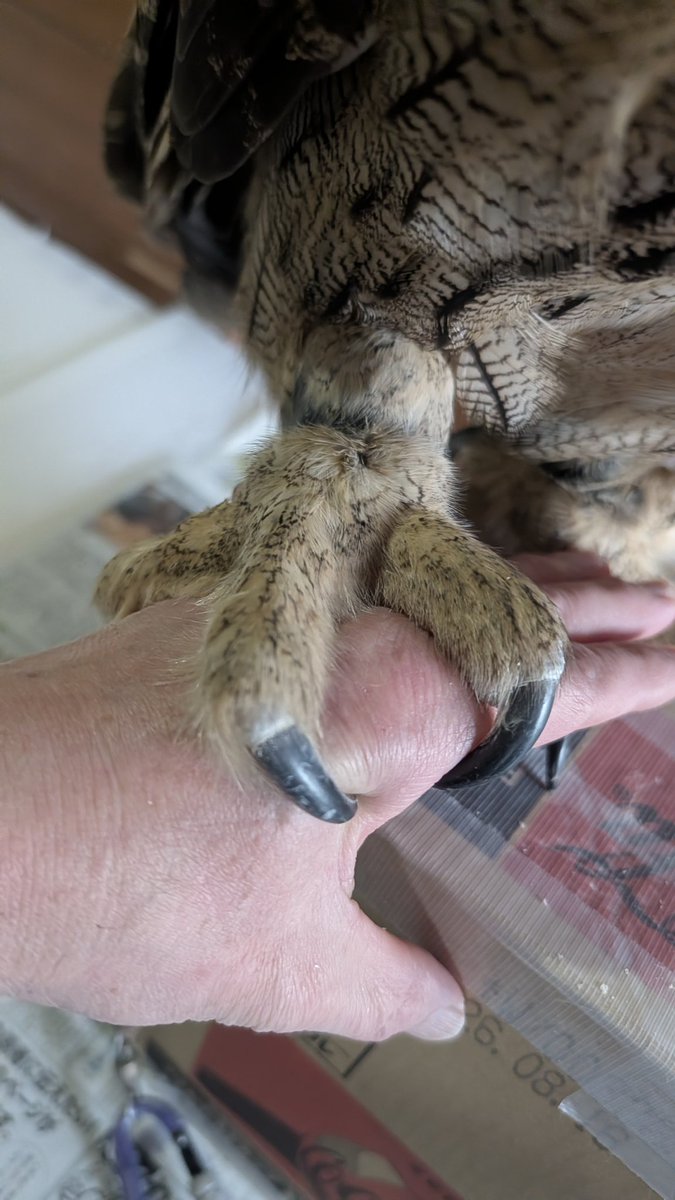 けだもの tweet media