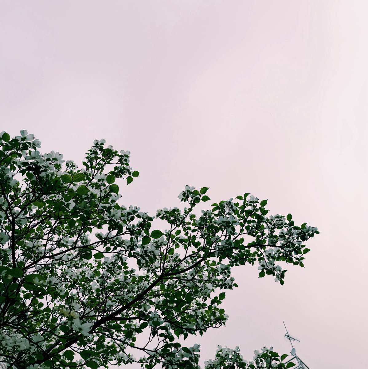 solo_el_fin's tweet image. 今朝はくもり。最低気温13℃/最高気温22℃ #sky #imasora #vsco #dogwood