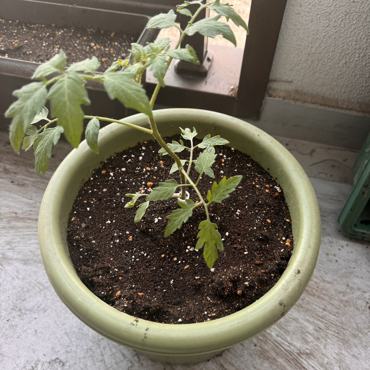 大きくなれよ！
手前からパセリ、バジル、大葉
トマトだけ苗を買ってみた🍅