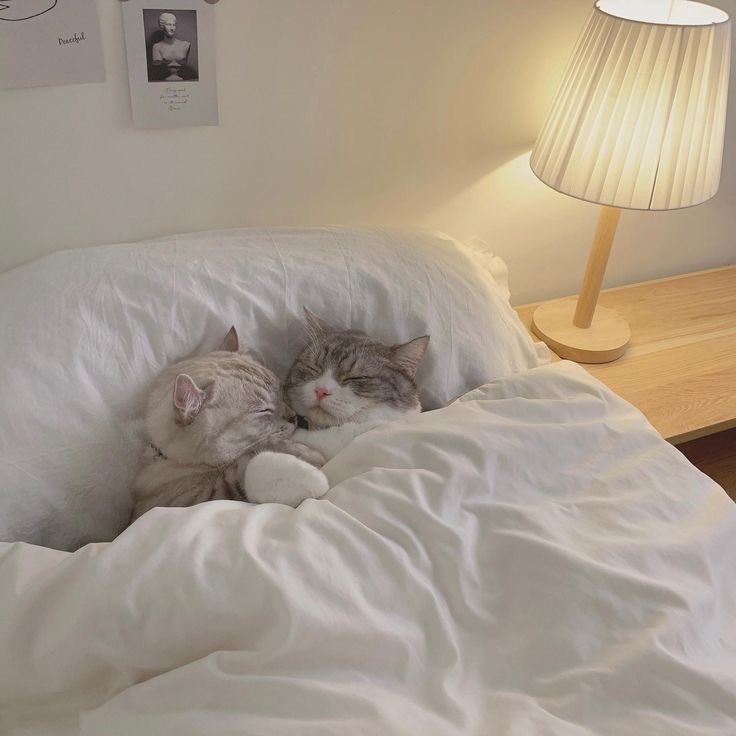 人乃路綾丸 tweet media