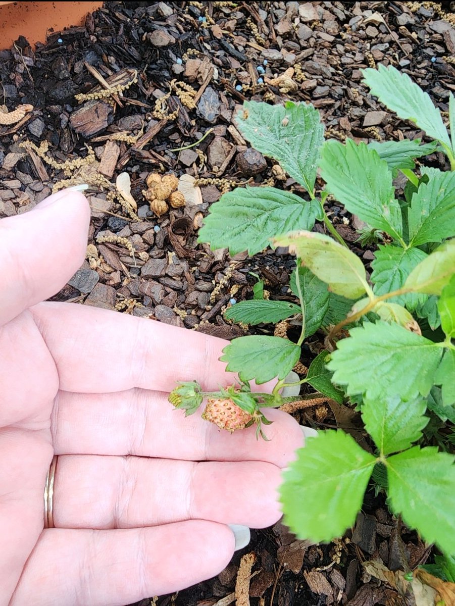 My strawberries are doing better. I think a squirrel is digging in the garden and nibbling on my poor broccoli sprouts. 😭