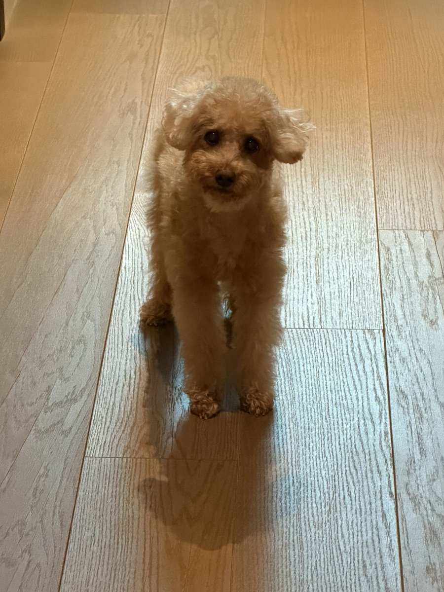 메이아 tweet media