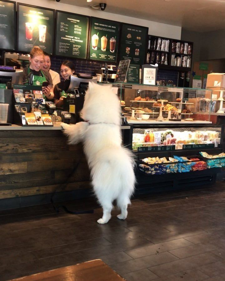 samoyed daily ☁️ tweet media