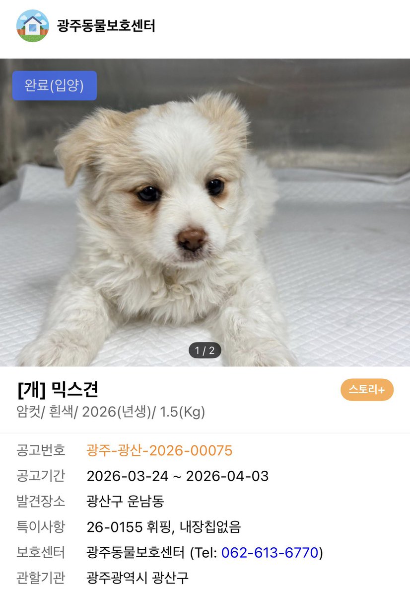 휘핑이 tweet media