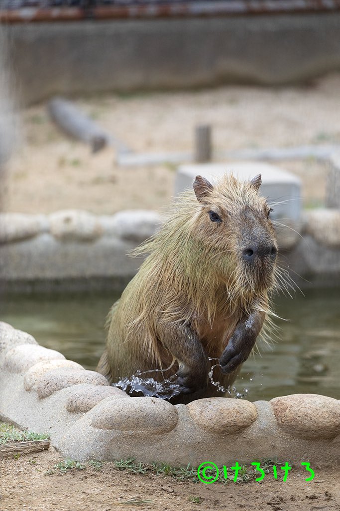 けろけろ tweet media