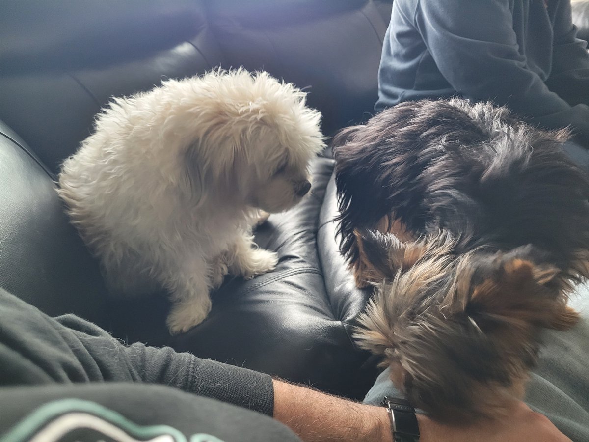 Project Fire Buddies tweet media