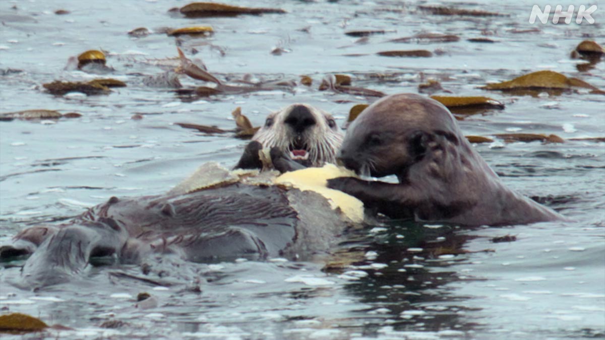ダーウィンが来た! tweet media