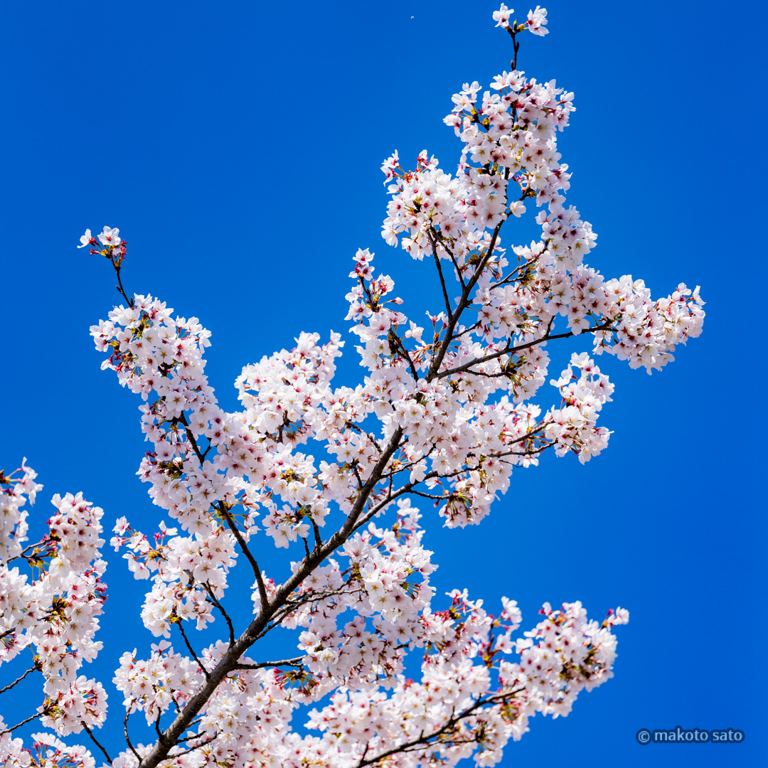 makotosatojp's tweet image. 桜と青空
#photo #photography #ファインダー越しの私の世界 #写真好きな人と繋がりたい #桜