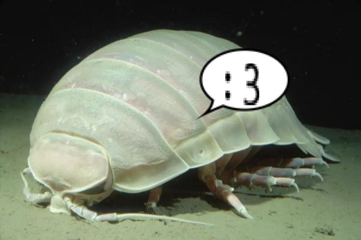 ⚓🐛io tweet media