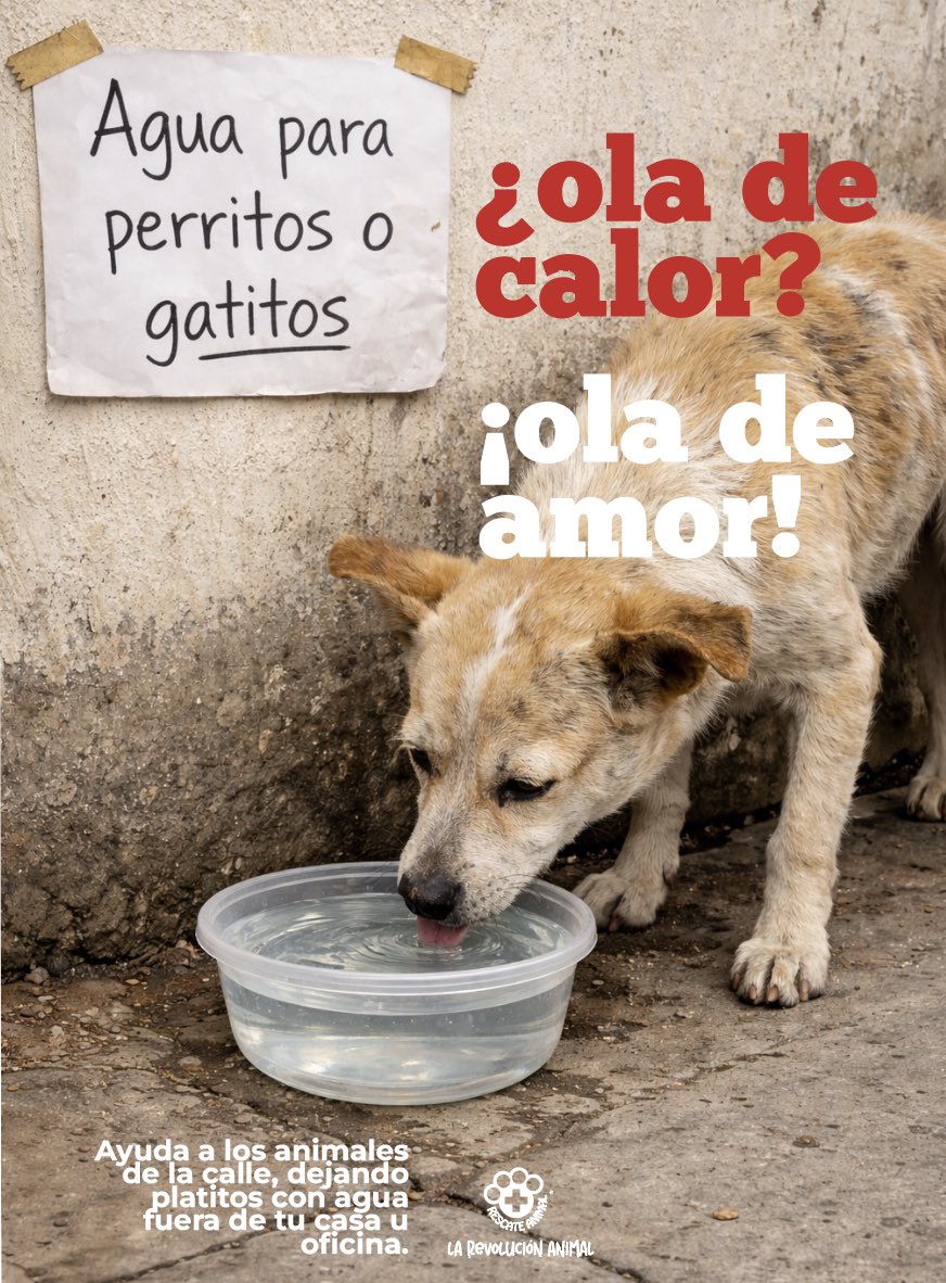 Imagina no tener casa y tener que buscar agua y alimento para sobrevivir, bajo el sol inclemente.
Ponte en su lugar, en esta ola de calor hagamos una #OlaDeAmor por los animales en situación de calle.

Deja un platito con agua fresca fuera de tu casa o negocio, procura cambiarla