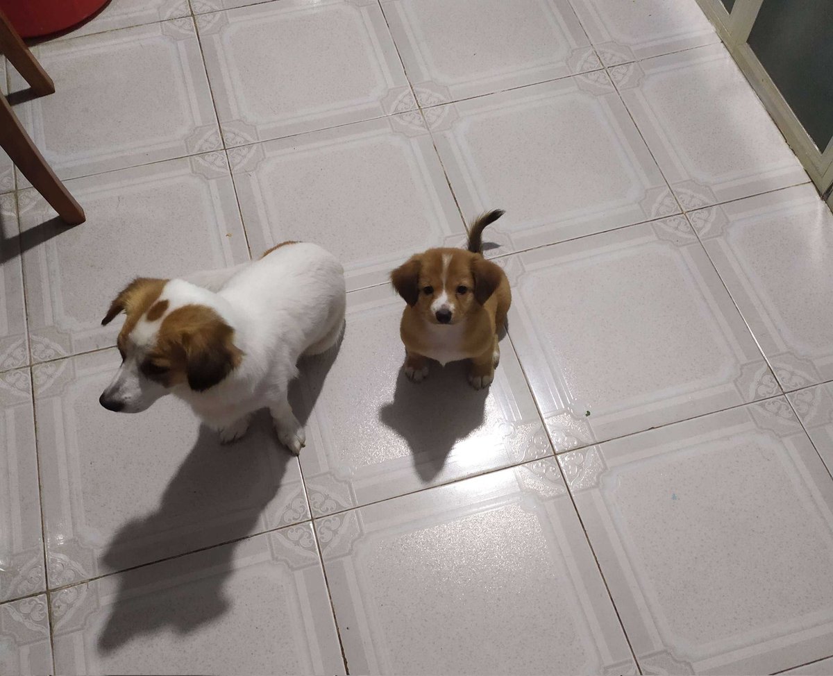 Dargfish tweet media