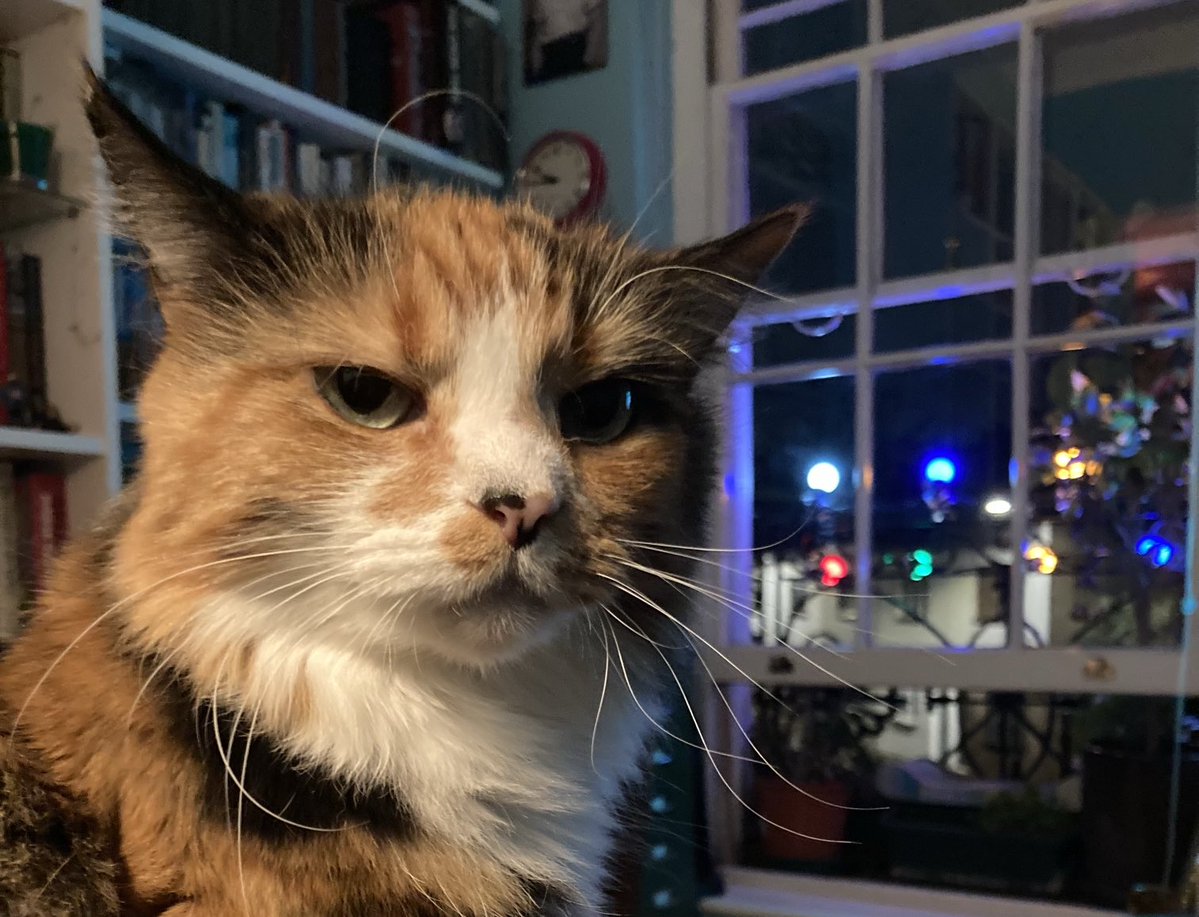 Habiş & Bubu tweet media