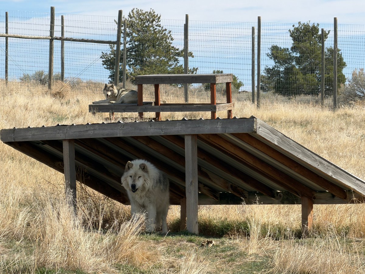 Wolf Haven International tweet media