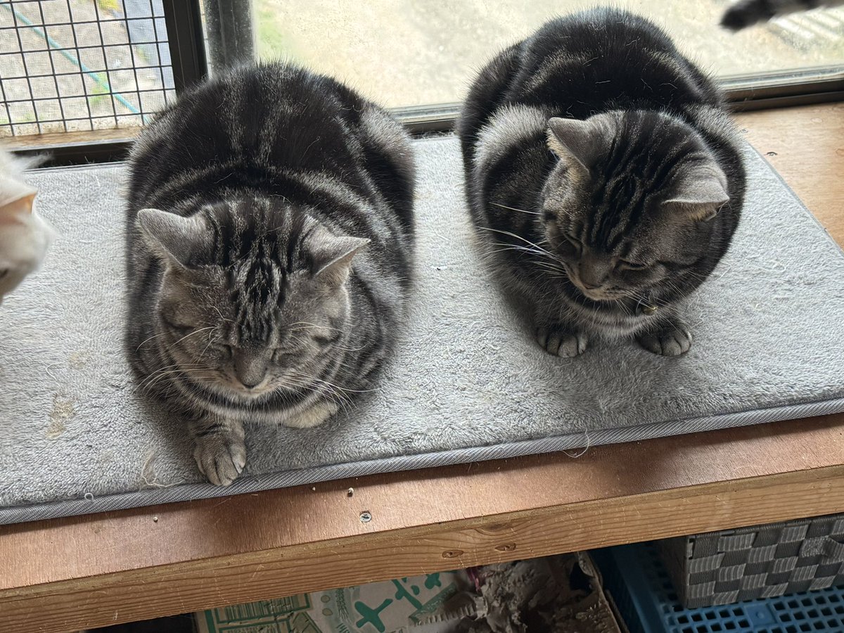 ねこママ (@sanaemama4422) / Posts / X