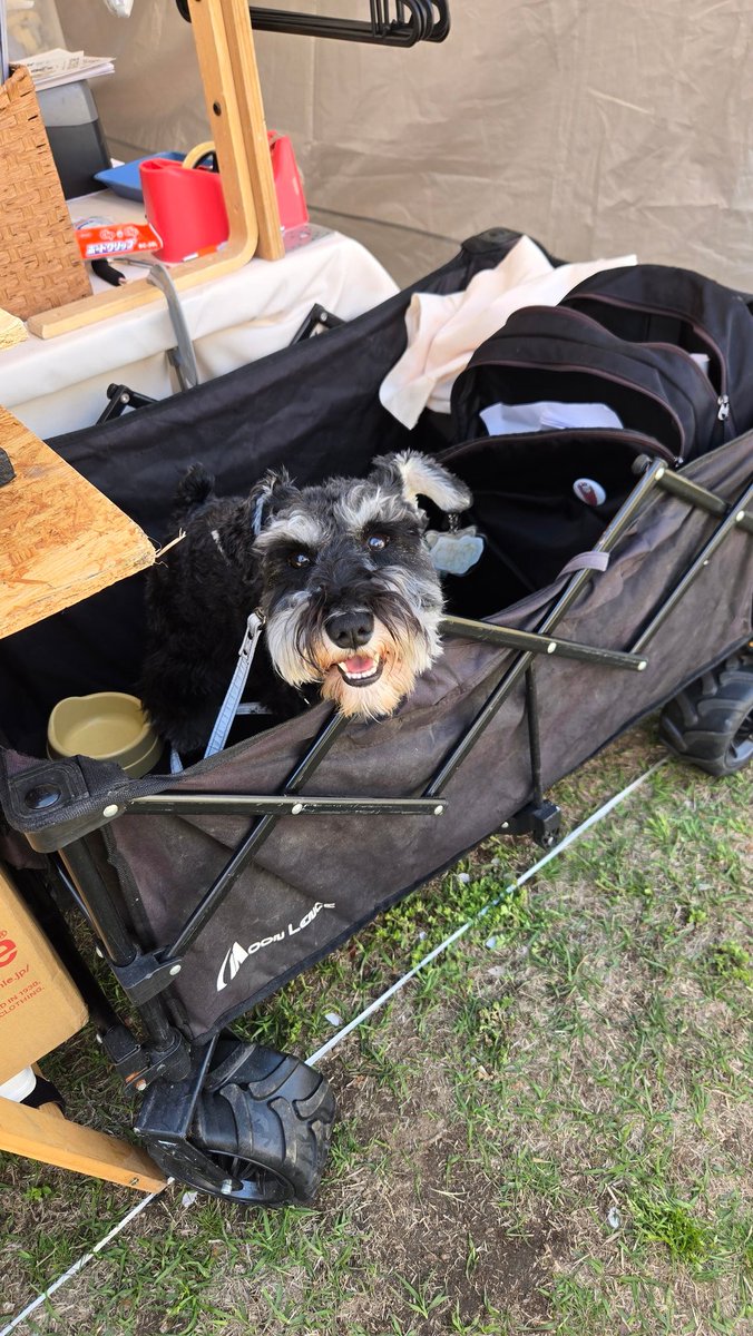 シュナウザーキングダムにて
オレオと出店していました。たくさんのシュナウザーにあえて癒されて楽しい1日でした！
ありがとうございました。
今度の18.19は、山口県でわんだふる山口に出店します。
こちらもよろしくです！
#わんだふる山口
#わんだふる
#犬イベント
#シュナウザー