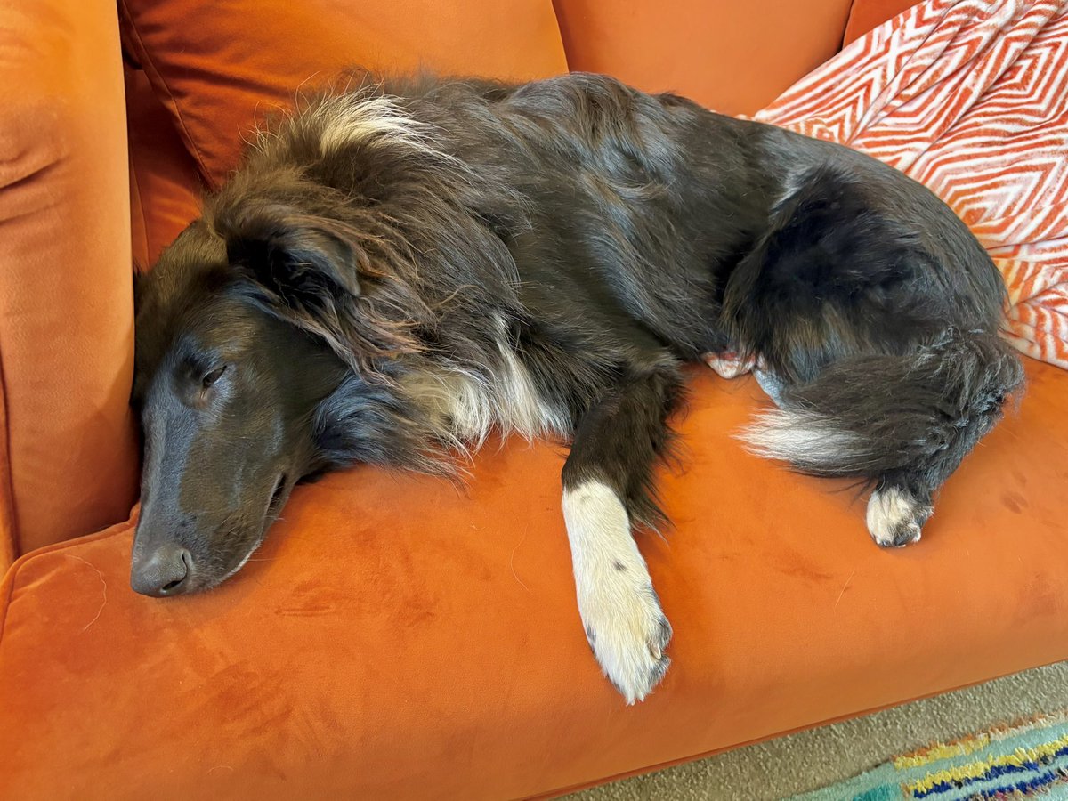 WilmaBenton19's tweet image. Post daycare crash out. 💤 😴 

#dogsofx #dogsoftwitter