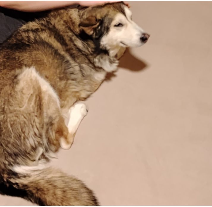 1_Canadian_Girl tweet media