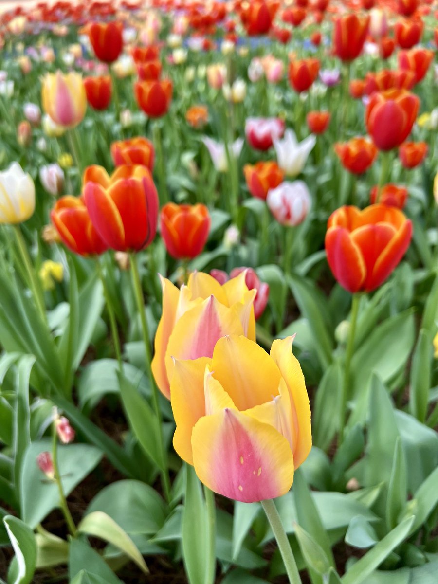 Kazu-papa tweet media