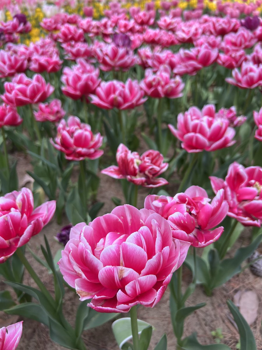 Kazu-papa tweet media