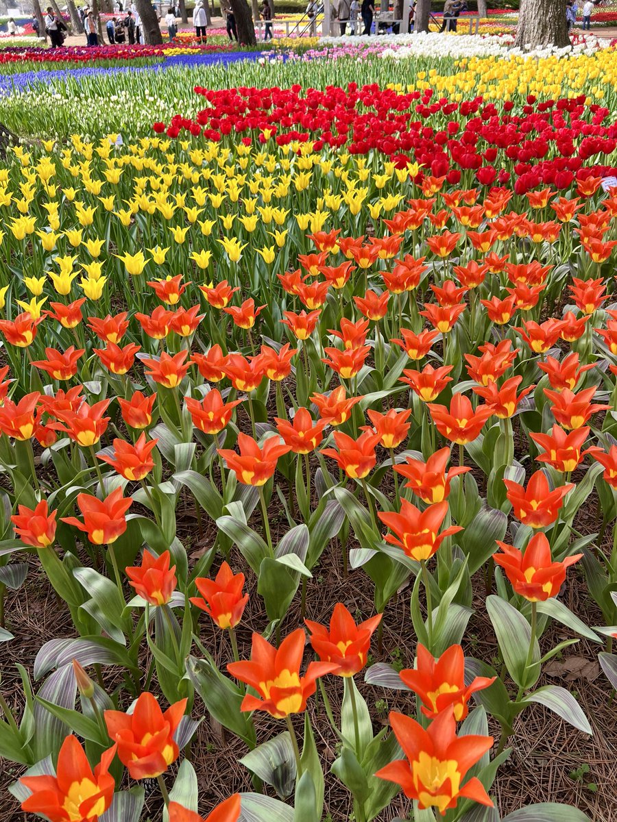 Kazu-papa tweet media