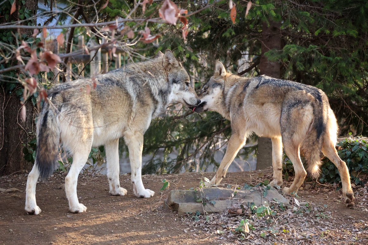 ザン/生きもの・自然写真 tweet media